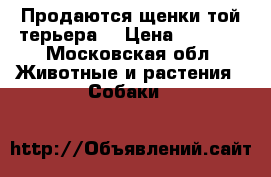 Продаются щенки той терьера. › Цена ­ 5 000 - Московская обл. Животные и растения » Собаки   